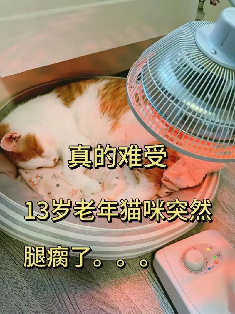 小猫咪腿瘸了怎么办，小猫腿瘸了是什么原因？-第3张图片-后鲨宠物