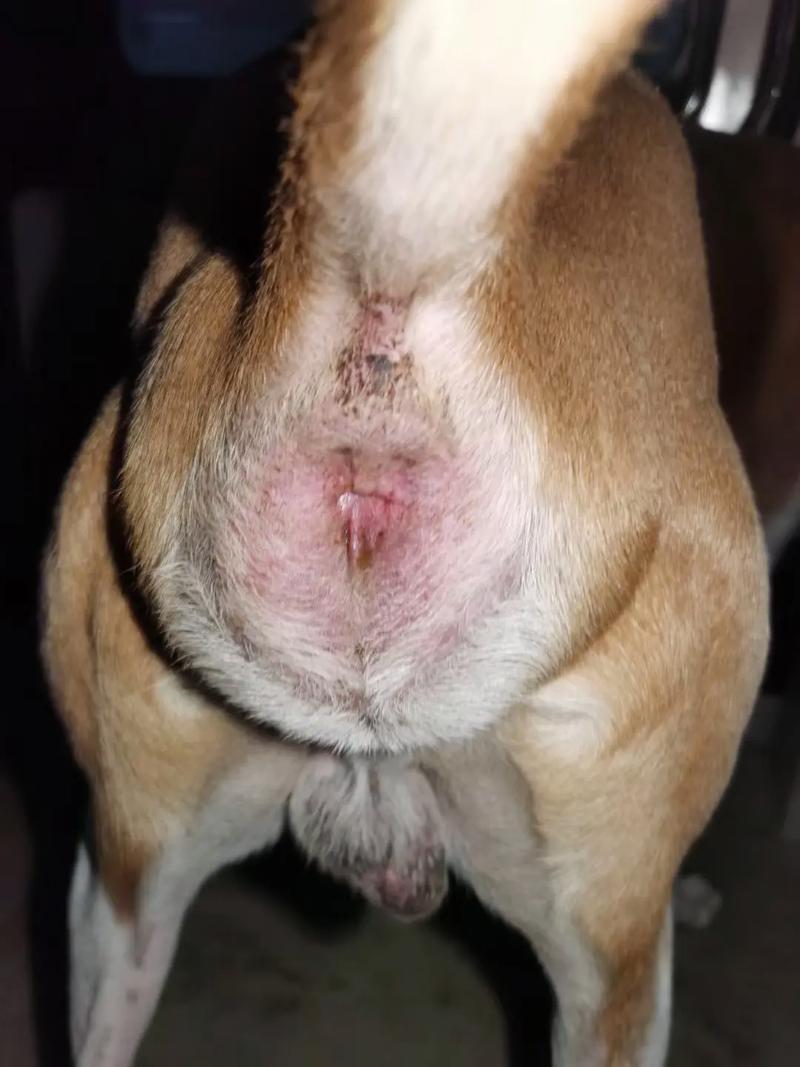 狗狗前列腺肿大的症状,狗前列腺肿大怎么回事-第4张图片-后鲨宠物 狗狗前列腺肿大的症状,狗前列腺肿大怎么回事-第4张图片-后鲨宠物