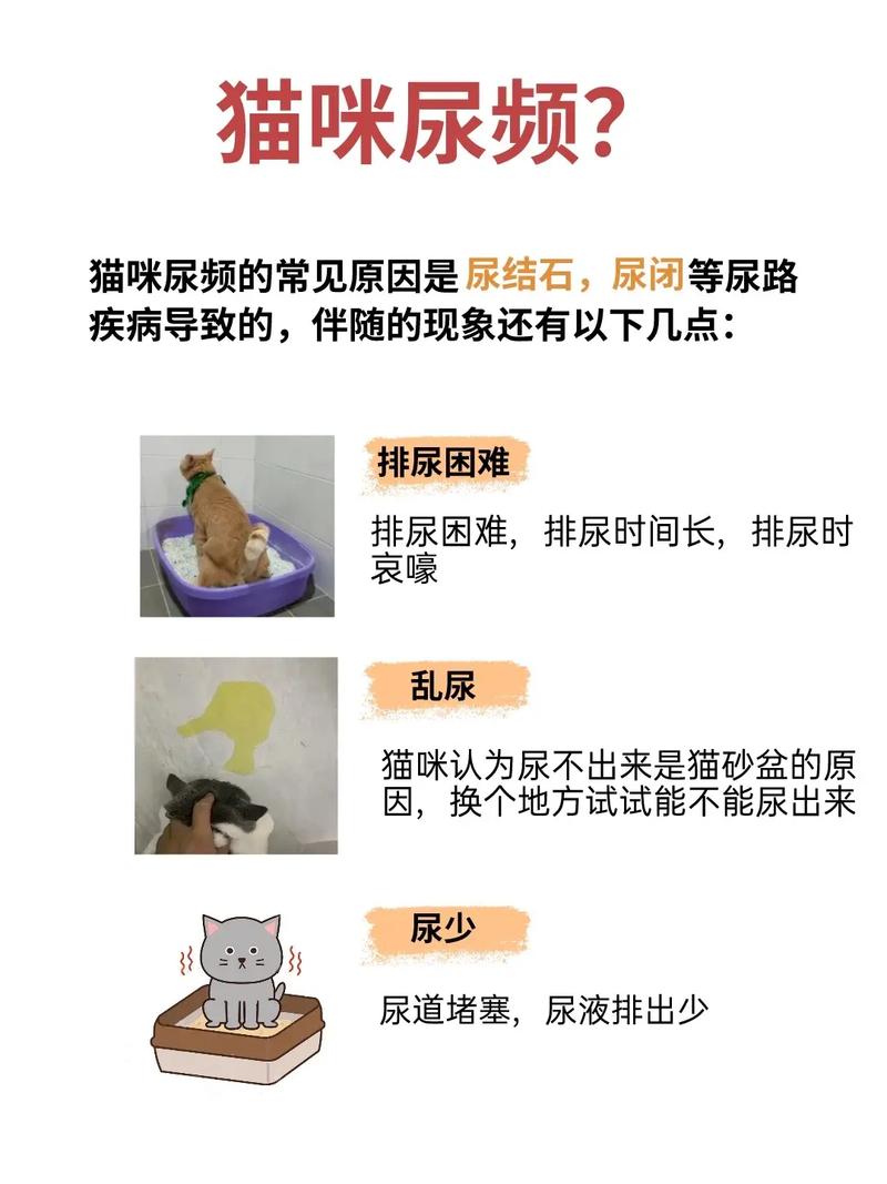 猫咪尿频怎么办,猫咪尿频怎么办吃了好多药?-第1张图片-后鲨宠物 猫咪尿频怎么办,猫咪尿频怎么办吃了好多药?-第1张图片-后鲨宠物