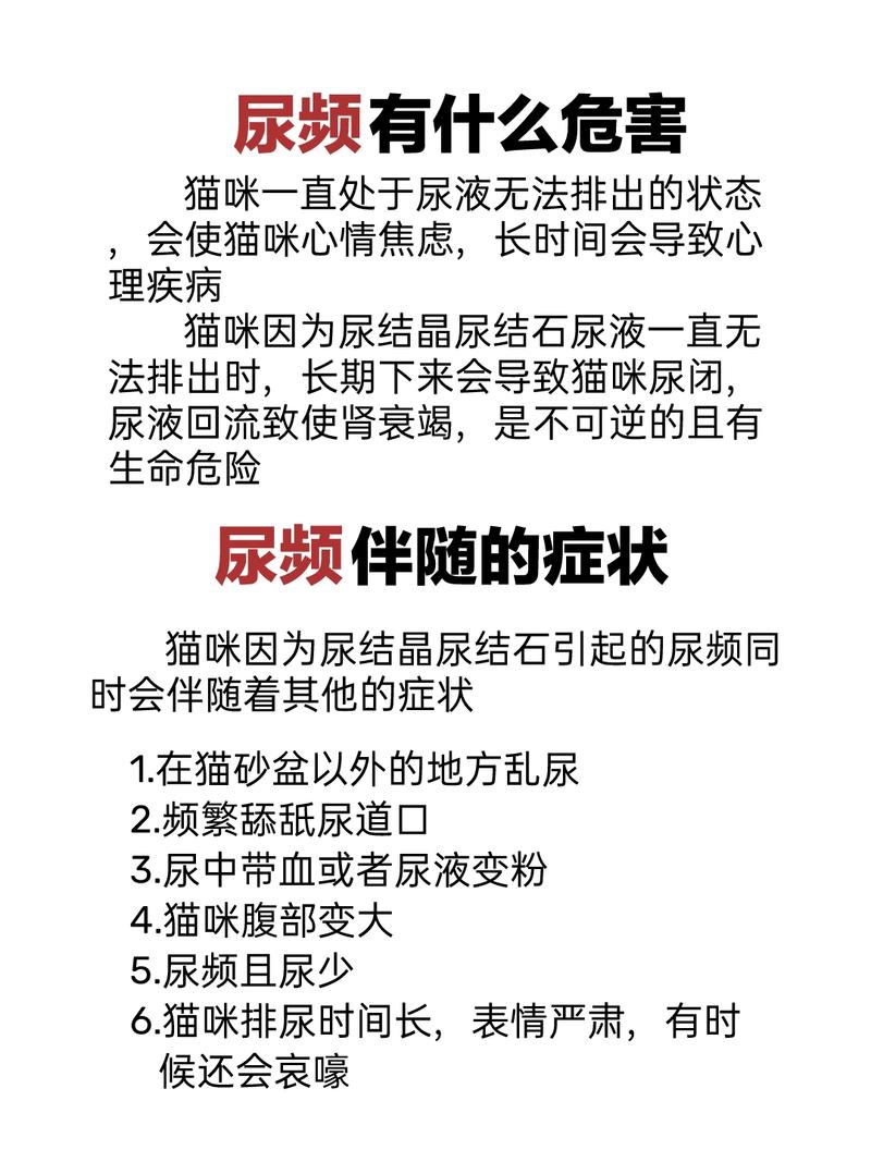 猫咪尿频怎么办,猫咪尿频怎么办吃了好多药?-第3张图片-后鲨宠物 猫咪尿频怎么办,猫咪尿频怎么办吃了好多药?-第3张图片-后鲨宠物