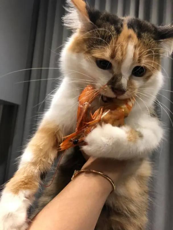 猫咪能吃海鲜吗_猫可以吃海鲜吗-第1张图片-后鲨宠物 猫咪能吃海鲜吗_猫可以吃海鲜吗-第1张图片-后鲨宠物