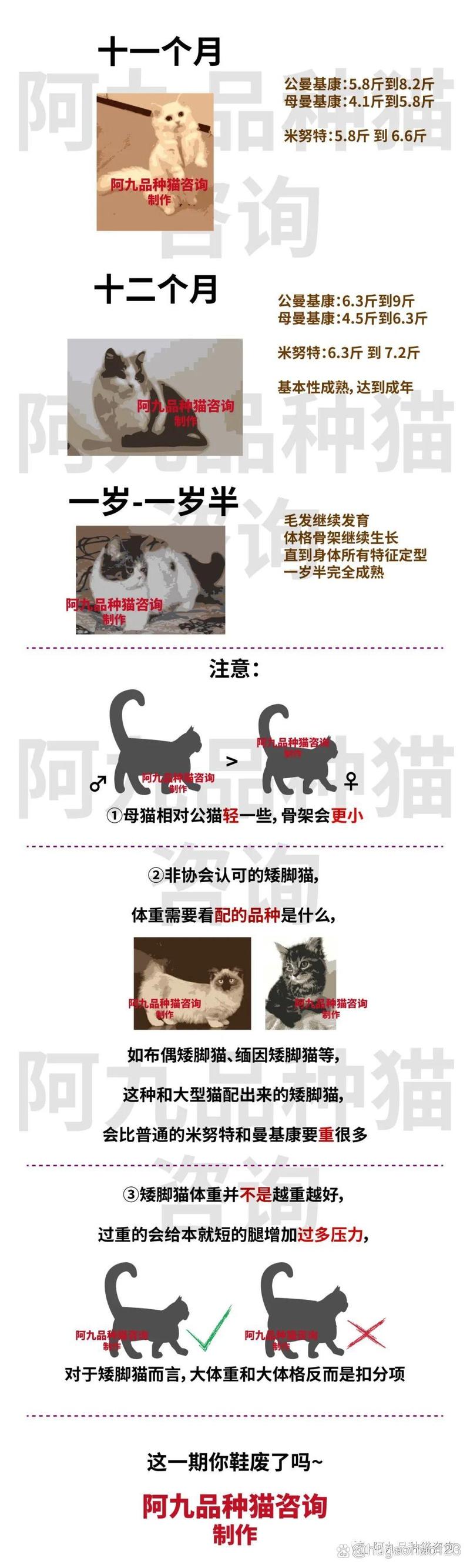 猫咪能吃海鲜吗_猫可以吃海鲜吗-第4张图片-后鲨宠物 猫咪能吃海鲜吗_猫可以吃海鲜吗-第4张图片-后鲨宠物