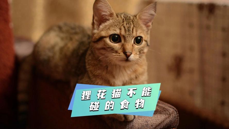 小猫咪爱吃什么,小猫咪爱吃什么水果-第4张图片-后鲨宠物 小猫咪爱吃什么,小猫咪爱吃什么水果-第4张图片-后鲨宠物
