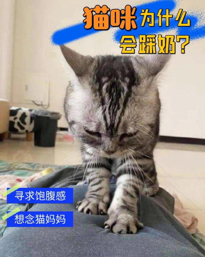 猫猫为什么踩奶,猫咪为什么踩奶-第3张图片-后鲨宠物 猫猫为什么踩奶,猫咪为什么踩奶-第3张图片-后鲨宠物