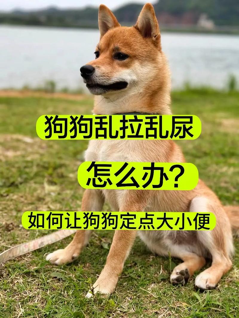 狗狗乱拉屎拉尿怎么办,狗狗乱拉屎拉尿怎么办知乎?-第2张图片-后鲨宠物 狗狗乱拉屎拉尿怎么办,狗狗乱拉屎拉尿怎么办知乎?-第2张图片-后鲨宠物