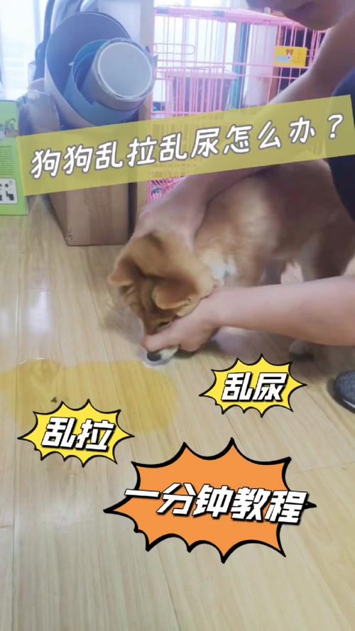 狗狗乱拉屎拉尿怎么办,狗狗乱拉屎拉尿怎么办知乎?-第5张图片-后鲨宠物 狗狗乱拉屎拉尿怎么办,狗狗乱拉屎拉尿怎么办知乎?-第5张图片-后鲨宠物