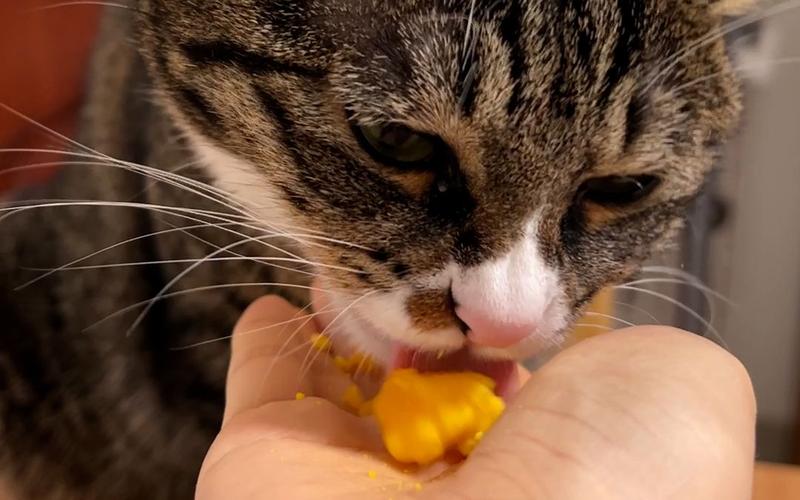 小猫咪能吃蛋黄吗,小猫咪可以吃蛋黄吗-第2张图片-后鲨宠物 小猫咪能吃蛋黄吗,小猫咪可以吃蛋黄吗-第2张图片-后鲨宠物