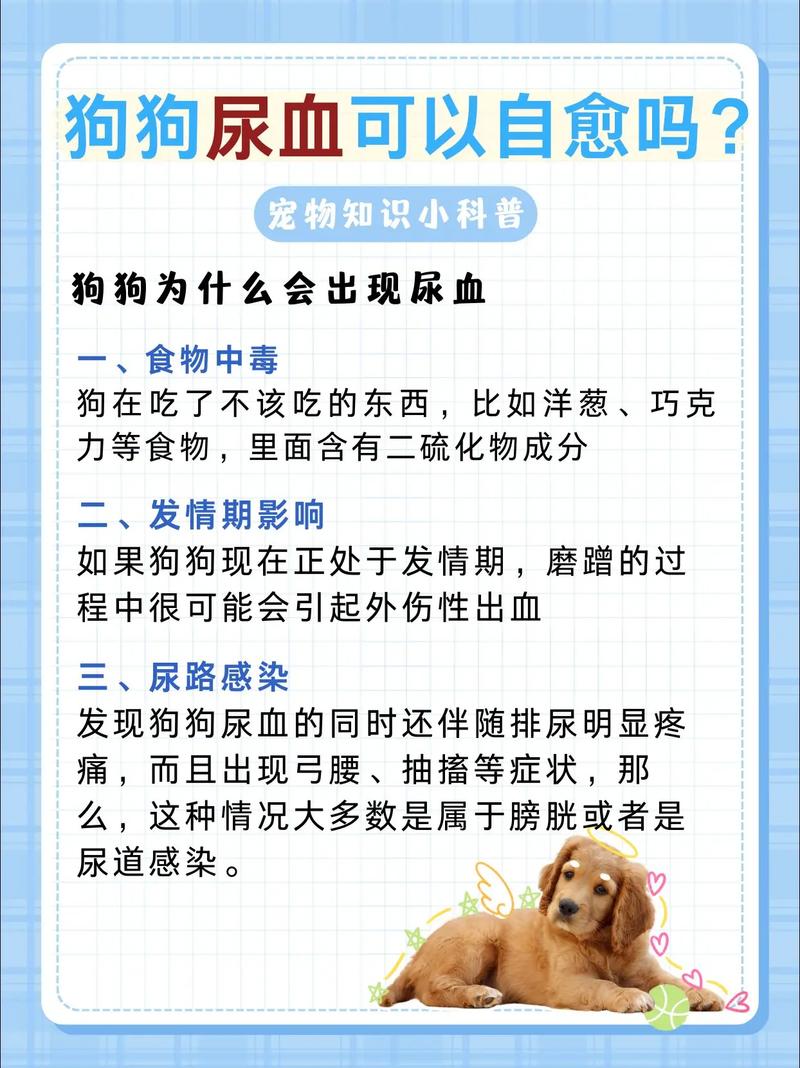 狗狗拉血是怎么回事_狗狗拉血是怎么回事儿 又吐白沫-第5张图片-后鲨宠物 狗狗拉血是怎么回事_狗狗拉血是怎么回事儿 又吐白沫-第5张图片-后鲨宠物