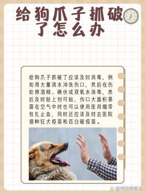 狗狗可以用酒精消毒吗_狗狗可以用医用酒精消毒吗-第3张图片-后鲨宠物 狗狗可以用酒精消毒吗_狗狗可以用医用酒精消毒吗-第3张图片-后鲨宠物