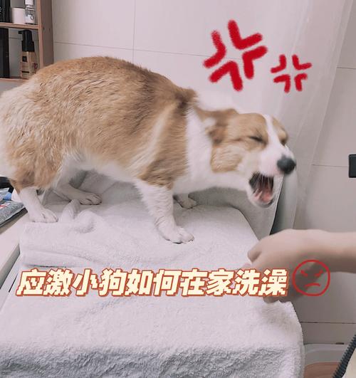 狗狗可以用酒精消毒吗_狗狗可以用医用酒精消毒吗-第5张图片-后鲨宠物 狗狗可以用酒精消毒吗_狗狗可以用医用酒精消毒吗-第5张图片-后鲨宠物