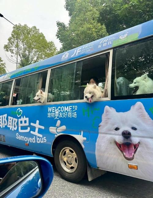 狗狗可以坐大巴车吗,狗狗可以坐大巴车吗-第3张图片-后鲨宠物 狗狗可以坐大巴车吗,狗狗可以坐大巴车吗-第3张图片-后鲨宠物