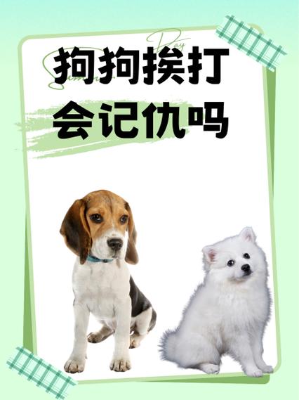 狗狗挨打会记仇吗_狗狗挨打会长记性吗-第5张图片-后鲨宠物 狗狗挨打会记仇吗_狗狗挨打会长记性吗-第5张图片-后鲨宠物