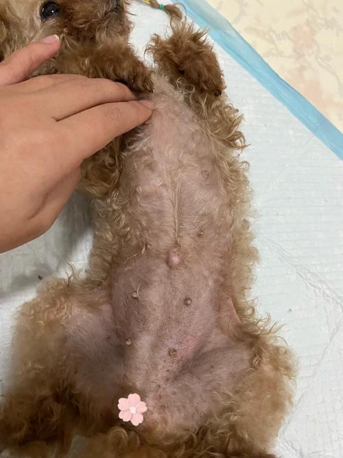 狗狗怀孕40天注意事项_狗怀孕40天应该注意什么-第6张图片-后鲨宠物 狗狗怀孕40天注意事项_狗怀孕40天应该注意什么-第6张图片-后鲨宠物