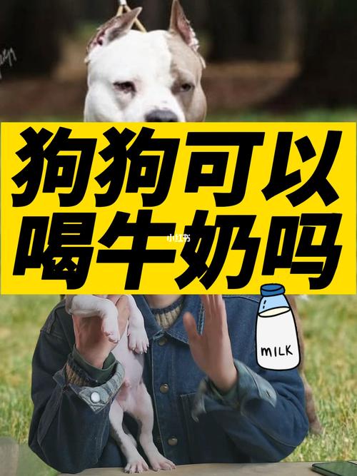 狗狗不能喝牛奶吗,狗都不能喝牛奶吗-第4张图片-后鲨宠物 狗狗不能喝牛奶吗,狗都不能喝牛奶吗-第4张图片-后鲨宠物