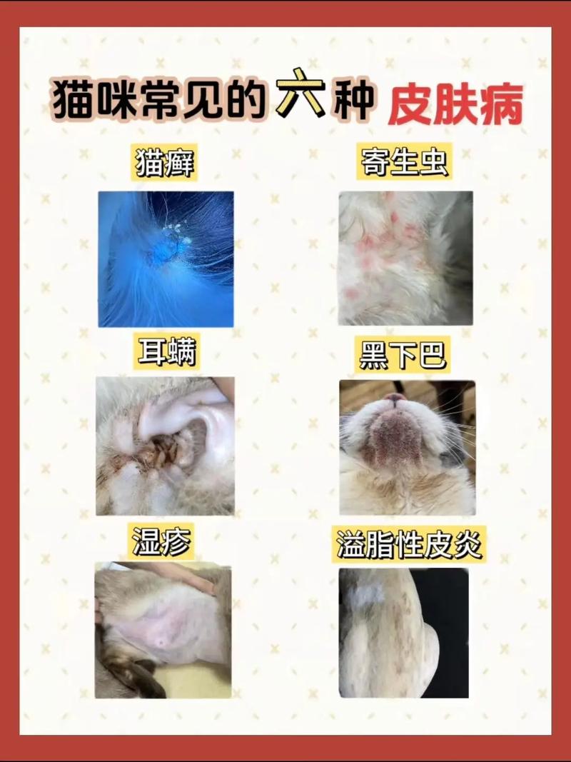 猫咪常见病大全及治疗方法_猫咪常见病大全及治疗方法视频-第4张图片-后鲨宠物 猫咪常见病大全及治疗方法_猫咪常见病大全及治疗方法视频-第4张图片-后鲨宠物
