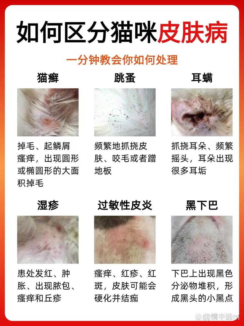 猫咪常见病大全及治疗方法_猫咪常见病大全及治疗方法视频-第5张图片-后鲨宠物 猫咪常见病大全及治疗方法_猫咪常见病大全及治疗方法视频-第5张图片-后鲨宠物