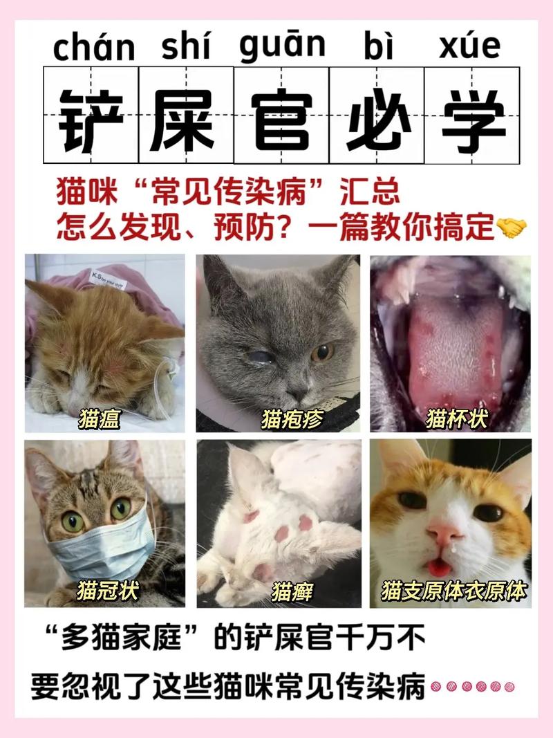 猫咪常见病大全及治疗方法_猫咪常见病大全及治疗方法视频-第6张图片-后鲨宠物 猫咪常见病大全及治疗方法_猫咪常见病大全及治疗方法视频-第6张图片-后鲨宠物