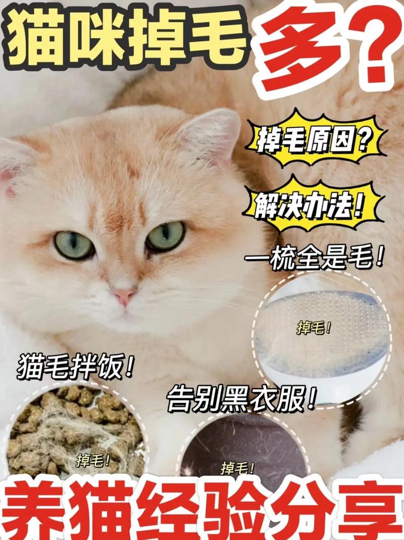  猫咪冬天掉毛吗，猫咪冬天掉毛吗怎么办-第5张图片-后鲨宠物