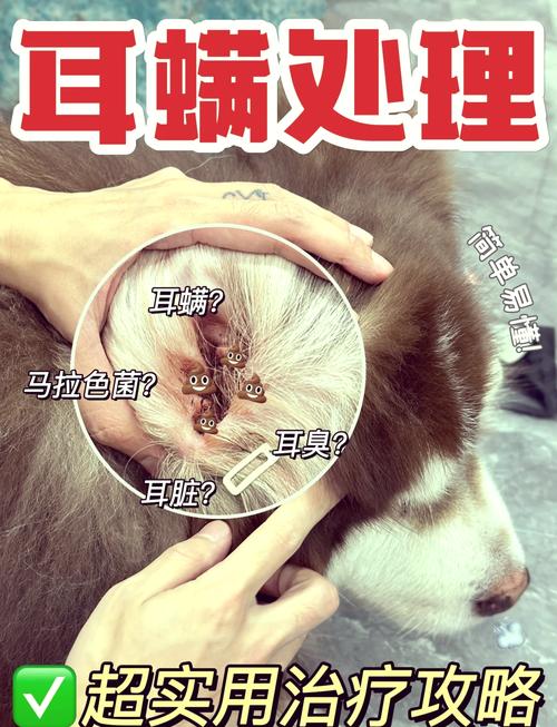 狗狗耳朵痒用什么药_狗狗耳螨用碘伏很有效-第1张图片-后鲨宠物 狗狗耳朵痒用什么药_狗狗耳螨用碘伏很有效-第1张图片-后鲨宠物