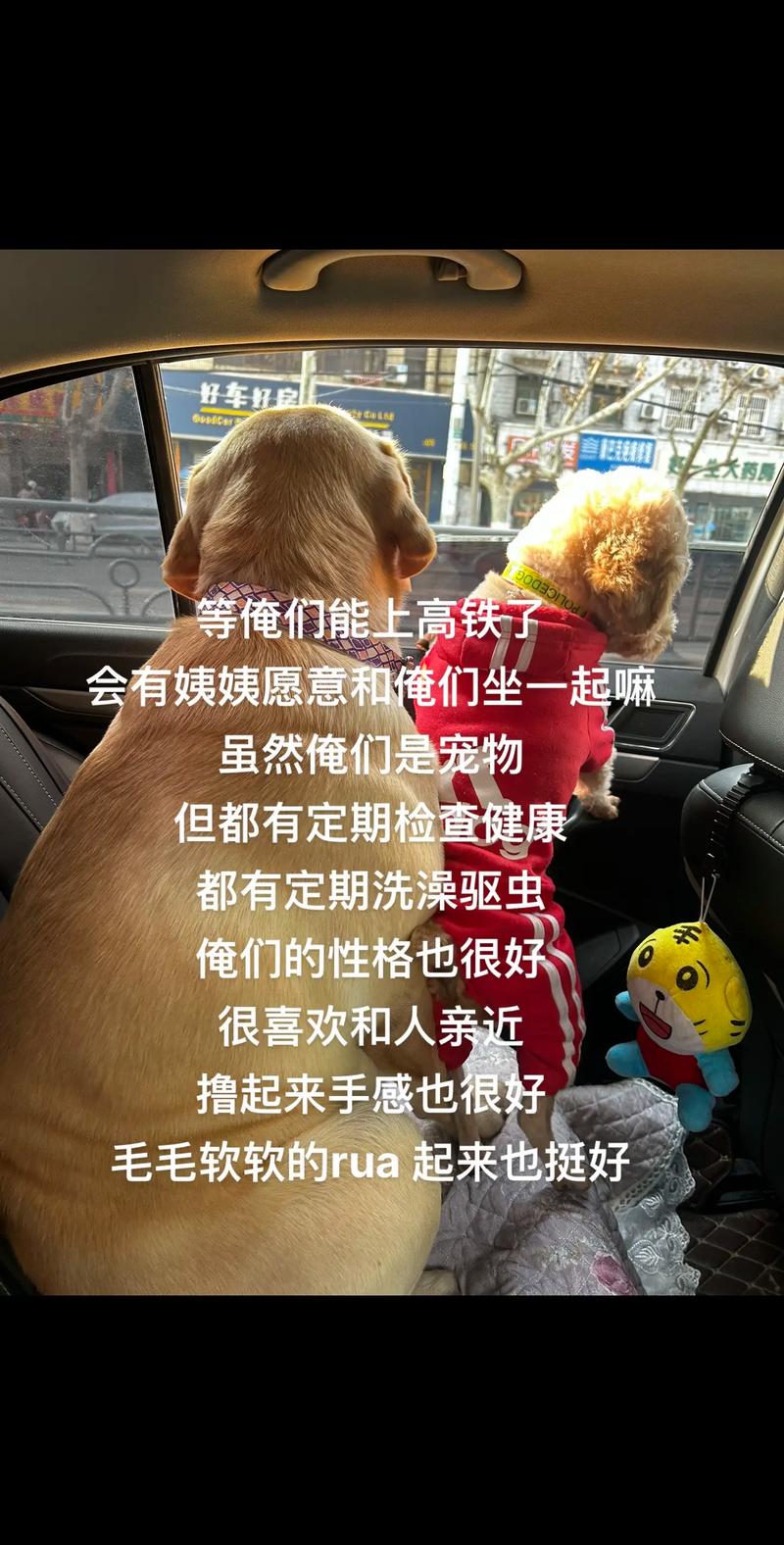 高铁能带狗狗吗,狗狗能不能上高铁-第2张图片-后鲨宠物 高铁能带狗狗吗,狗狗能不能上高铁-第2张图片-后鲨宠物