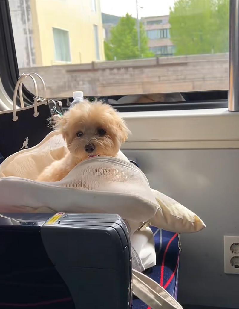 高铁能带狗狗吗,狗狗能不能上高铁-第3张图片-后鲨宠物 高铁能带狗狗吗,狗狗能不能上高铁-第3张图片-后鲨宠物