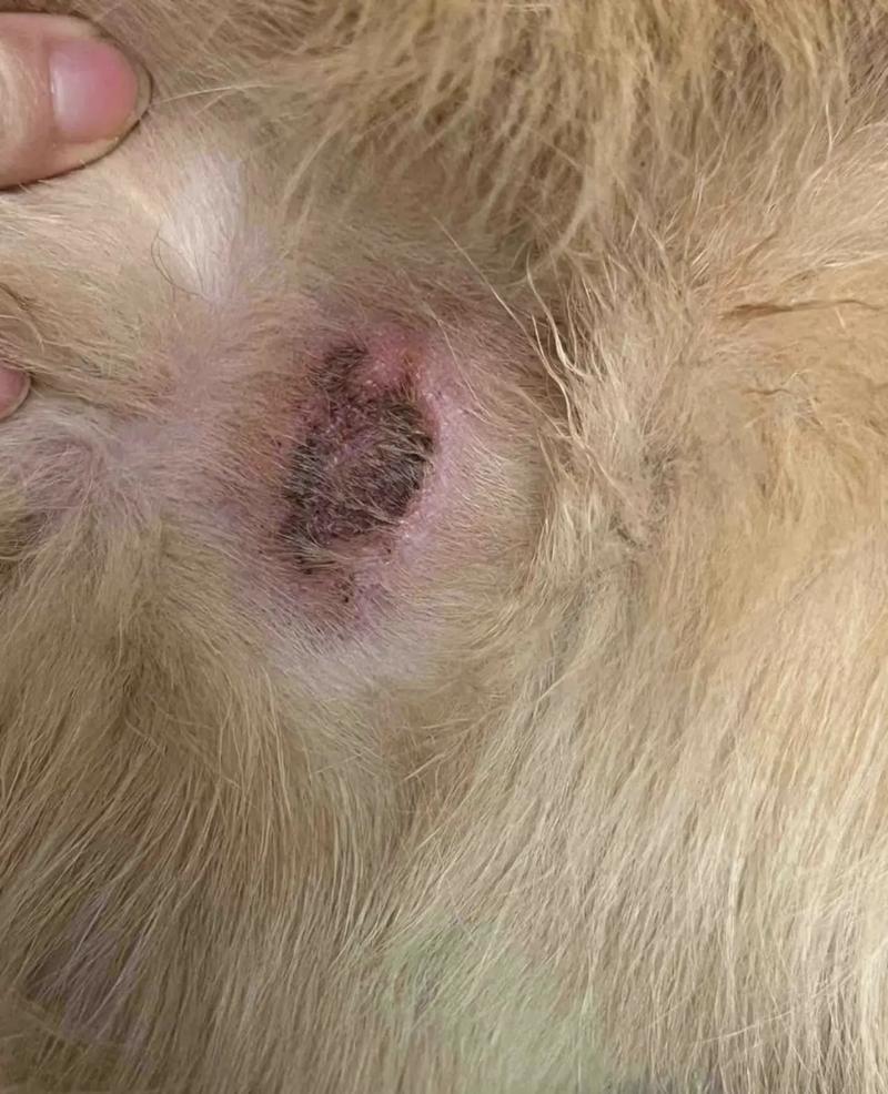 狗狗脓皮病的起因及治疗,狗狗脓皮症病因?-第2张图片-后鲨宠物 狗狗脓皮病的起因及治疗,狗狗脓皮症病因?-第2张图片-后鲨宠物