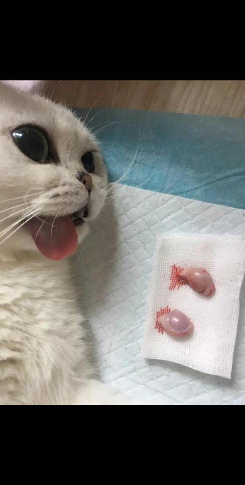 猫咪什么时候绝育,猫咪什么时候绝育不影响发腮-第4张图片-后鲨宠物 猫咪什么时候绝育,猫咪什么时候绝育不影响发腮-第4张图片-后鲨宠物