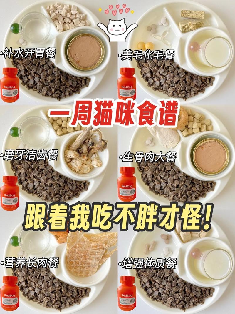 很小的猫咪吃什么，很小的猫咪吃什么食物？-第3张图片-后鲨宠物