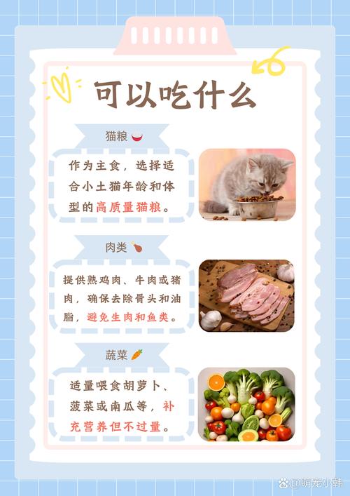 很小的猫咪吃什么，很小的猫咪吃什么食物？-第5张图片-后鲨宠物
