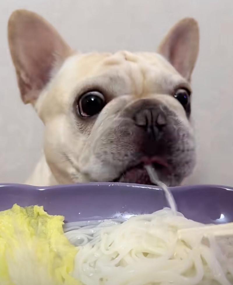 狗狗能吃面条吗,狗狗能吃面条吗煮熟的?-第1张图片-后鲨宠物 狗狗能吃面条吗,狗狗能吃面条吗煮熟的?-第1张图片-后鲨宠物