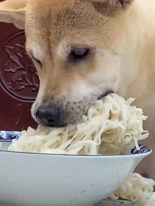狗狗能吃面条吗,狗狗能吃面条吗煮熟的?-第2张图片-后鲨宠物 狗狗能吃面条吗,狗狗能吃面条吗煮熟的?-第2张图片-后鲨宠物