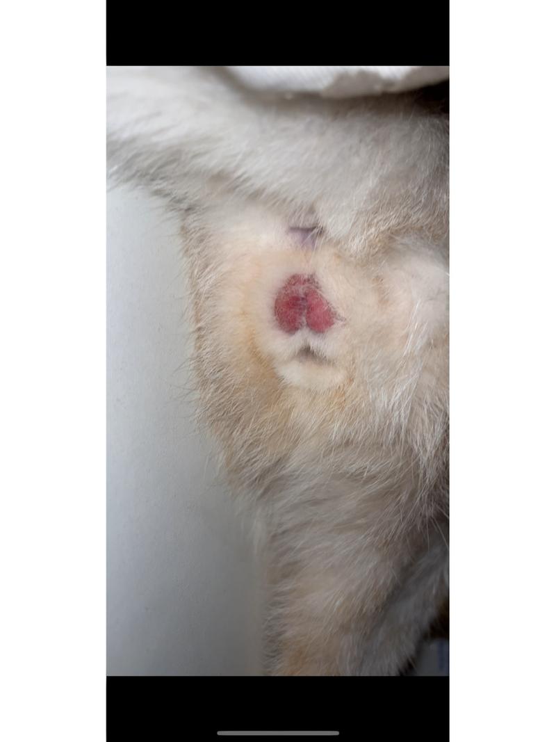 猫咪舔伤口能愈合吗,猫舔到伤口没事吧?-第1张图片-后鲨宠物 猫咪舔伤口能愈合吗,猫舔到伤口没事吧?-第1张图片-后鲨宠物