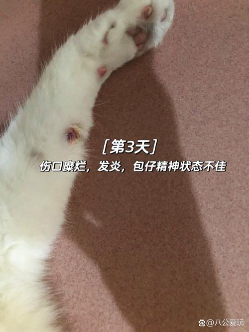 猫咪舔伤口能愈合吗,猫舔到伤口没事吧?-第4张图片-后鲨宠物 猫咪舔伤口能愈合吗,猫舔到伤口没事吧?-第4张图片-后鲨宠物