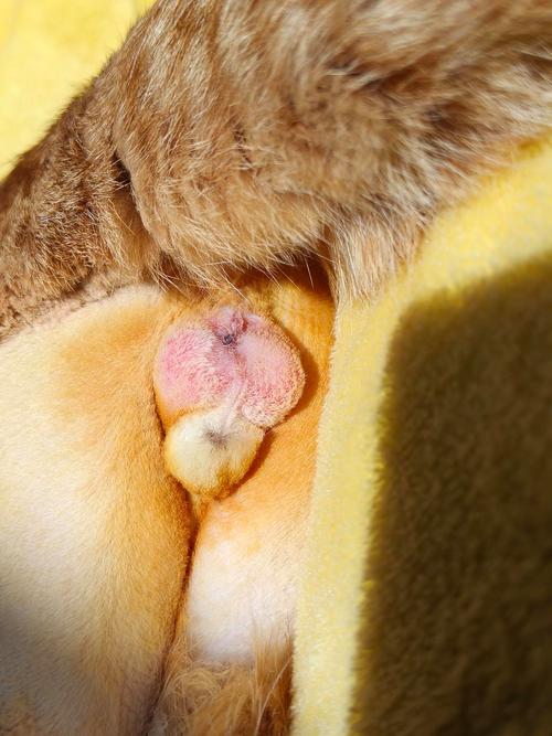 猫咪舔伤口能愈合吗,猫舔到伤口没事吧?-第5张图片-后鲨宠物 猫咪舔伤口能愈合吗,猫舔到伤口没事吧?-第5张图片-后鲨宠物