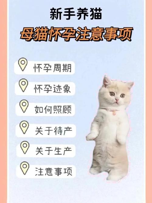 猫咪怀孕应该注意什么,猫咪怀孕应该注意哪些?-第2张图片-后鲨宠物 猫咪怀孕应该注意什么,猫咪怀孕应该注意哪些?-第2张图片-后鲨宠物