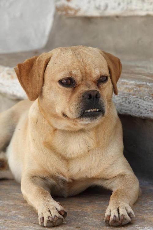 狗狗身上有腥味是怎么回事,狗狗身上有腥味是怎么回事儿?-第2张图片-后鲨宠物 狗狗身上有腥味是怎么回事,狗狗身上有腥味是怎么回事儿?-第2张图片-后鲨宠物