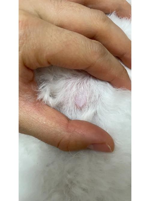 狗狗身上有腥味是怎么回事,狗狗身上有腥味是怎么回事儿?-第3张图片-后鲨宠物 狗狗身上有腥味是怎么回事,狗狗身上有腥味是怎么回事儿?-第3张图片-后鲨宠物