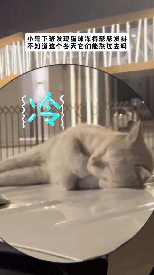 猫咪发抖是怎么回事,猫咪发抖是怎么回事是应激反应吗?-第5张图片-后鲨宠物 猫咪发抖是怎么回事,猫咪发抖是怎么回事是应激反应吗?-第5张图片-后鲨宠物