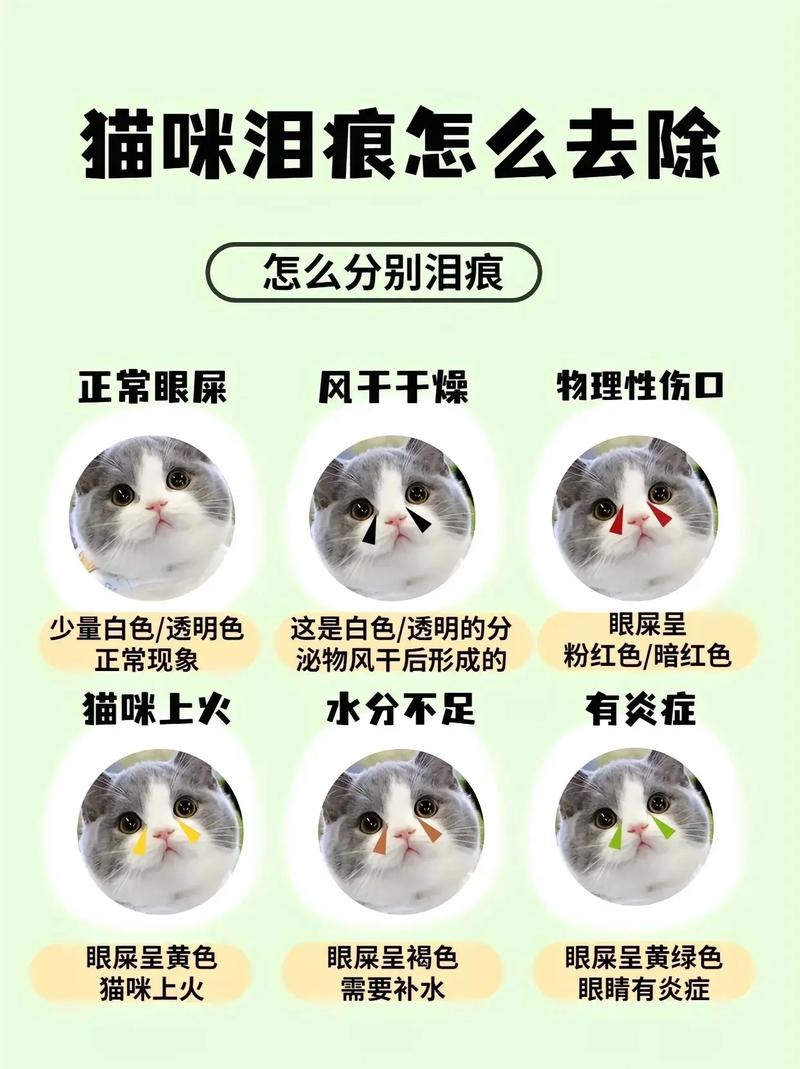 猫咪发抖是怎么回事,猫咪发抖是怎么回事是应激反应吗?-第6张图片-后鲨宠物 猫咪发抖是怎么回事,猫咪发抖是怎么回事是应激反应吗?-第6张图片-后鲨宠物