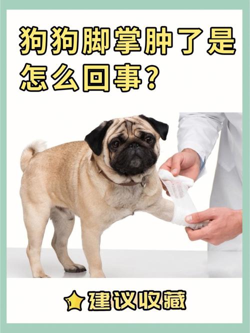 狗狗脚肿了怎么办,狗狗脚肿了怎么消肿?-第5张图片-后鲨宠物 狗狗脚肿了怎么办,狗狗脚肿了怎么消肿?-第5张图片-后鲨宠物