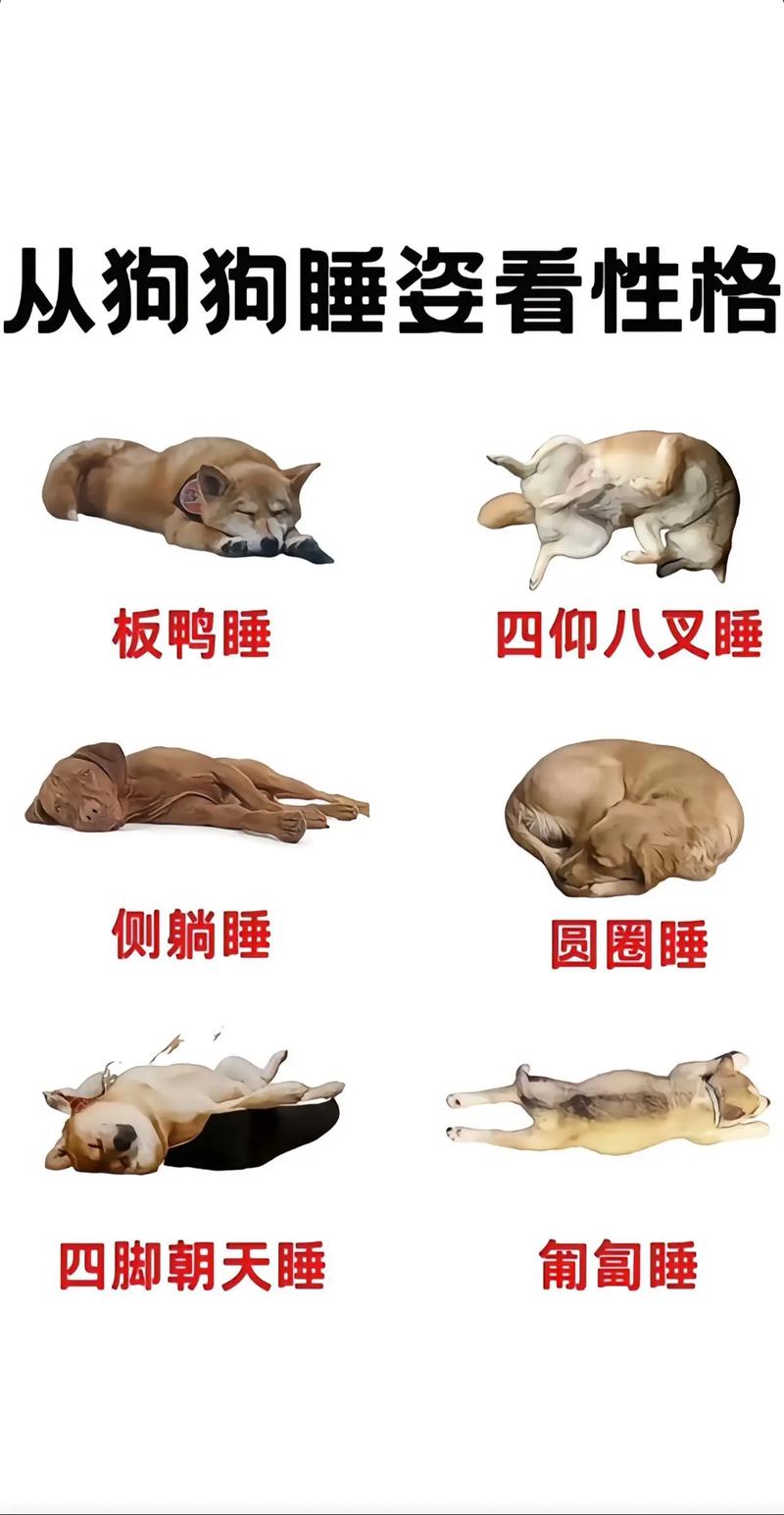 狗狗的睡眠时间_狗狗睡眠时间是几点-第2张图片-后鲨宠物 狗狗的睡眠时间_狗狗睡眠时间是几点-第2张图片-后鲨宠物