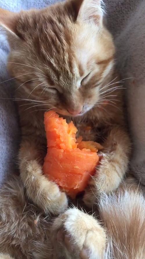 猫咪能吃胡萝卜吗,猫咪能吃胡萝卜吗会中毒吗?-第5张图片-后鲨宠物 猫咪能吃胡萝卜吗,猫咪能吃胡萝卜吗会中毒吗?-第5张图片-后鲨宠物