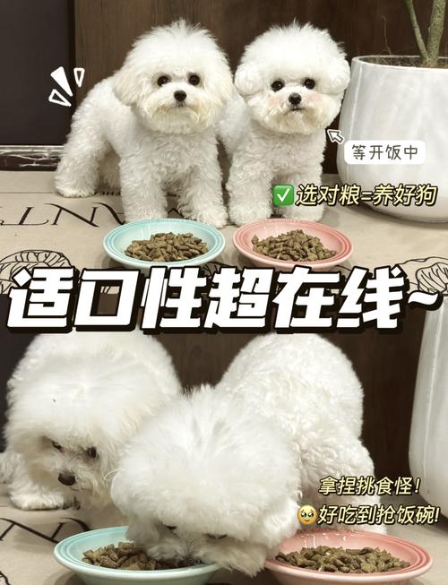 比熊狗狗吃什么狗粮好,比熊吃啥狗粮比较好?-第1张图片-后鲨宠物 比熊狗狗吃什么狗粮好,比熊吃啥狗粮比较好?-第1张图片-后鲨宠物