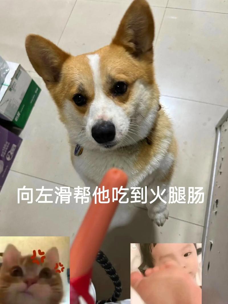 狗狗多大可以吃火腿肠,狗狗几个月可以吃火腿肠零食?-第1张图片-后鲨宠物 狗狗多大可以吃火腿肠,狗狗几个月可以吃火腿肠零食?-第1张图片-后鲨宠物