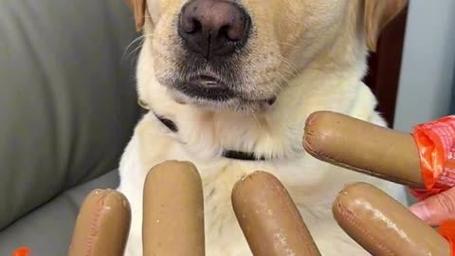 狗狗多大可以吃火腿肠,狗狗几个月可以吃火腿肠零食?-第3张图片-后鲨宠物 狗狗多大可以吃火腿肠,狗狗几个月可以吃火腿肠零食?-第3张图片-后鲨宠物