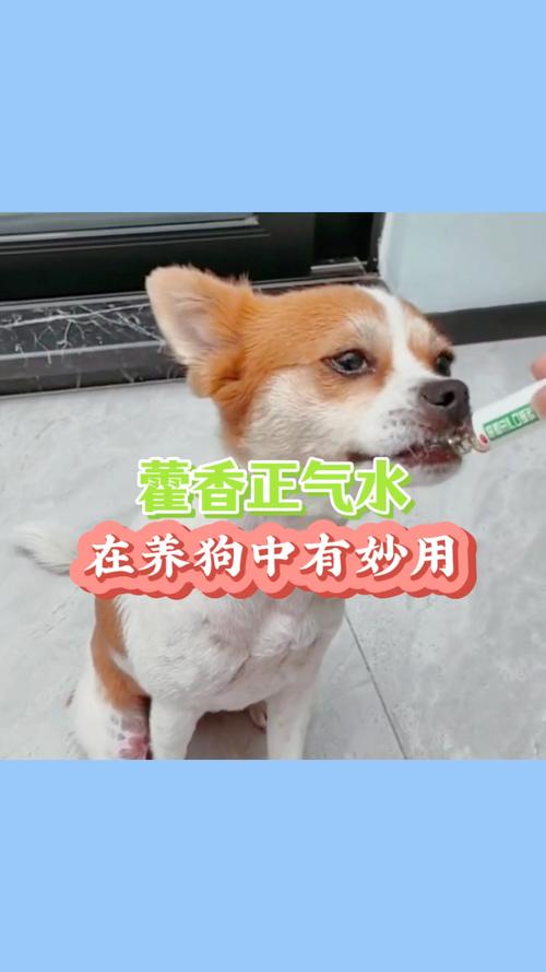 狗狗能吃藿香正气液吗,狗狗能吃藿香正气片吗-第5张图片-后鲨宠物 狗狗能吃藿香正气液吗,狗狗能吃藿香正气片吗-第5张图片-后鲨宠物