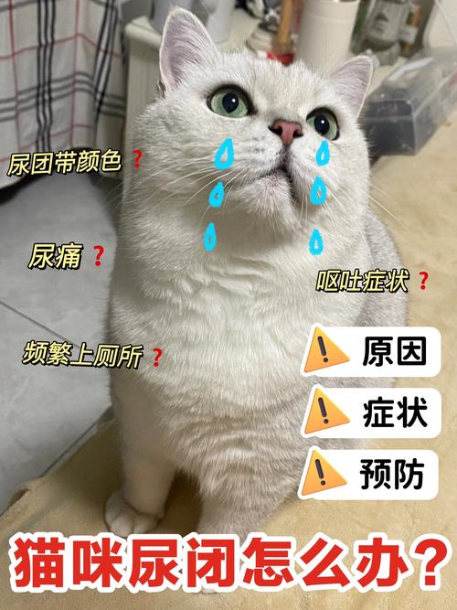 猫咪体温高怎么办_猫咪体温特别高-第3张图片-后鲨宠物 猫咪体温高怎么办_猫咪体温特别高-第3张图片-后鲨宠物