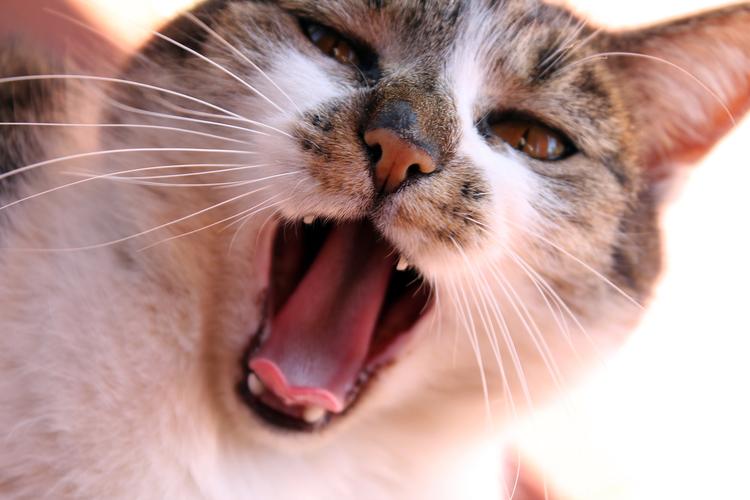 猫咪打喷嚏咳嗽_猫咪打喷嚏咳嗽呕吐-第2张图片-后鲨宠物 猫咪打喷嚏咳嗽_猫咪打喷嚏咳嗽呕吐-第2张图片-后鲨宠物