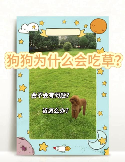 狗狗吃草呕吐怎么办_狗吃草然后吐出来是什么毛病-第1张图片-后鲨宠物 狗狗吃草呕吐怎么办_狗吃草然后吐出来是什么毛病-第1张图片-后鲨宠物