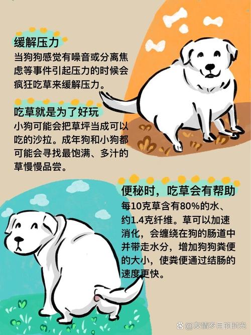 狗狗吃草呕吐怎么办_狗吃草然后吐出来是什么毛病-第4张图片-后鲨宠物 狗狗吃草呕吐怎么办_狗吃草然后吐出来是什么毛病-第4张图片-后鲨宠物